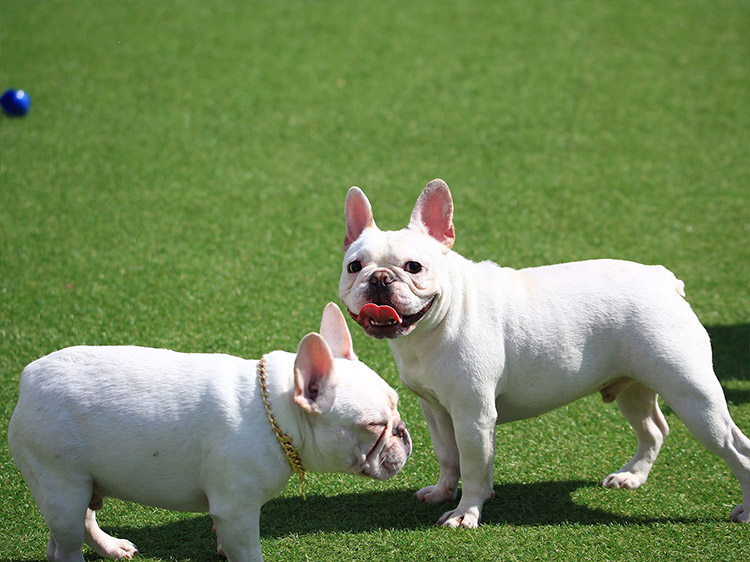 The Best Artificial Grass for Dogs in Phoenix vs. Concrete: Which One Is Better for Your Pet’s Paws?