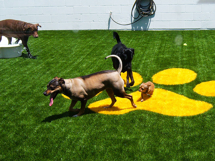 5 Easy Steps to Introduce Your Pets to Artificial Turf for Dogs in Chattanooga, TN