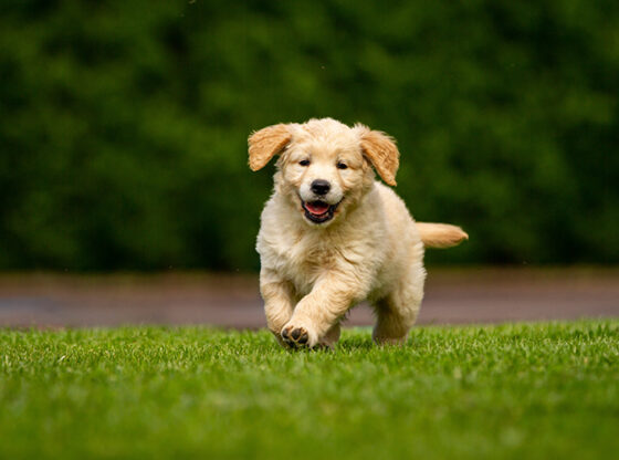 Artificial Turf for New Puppy Owners