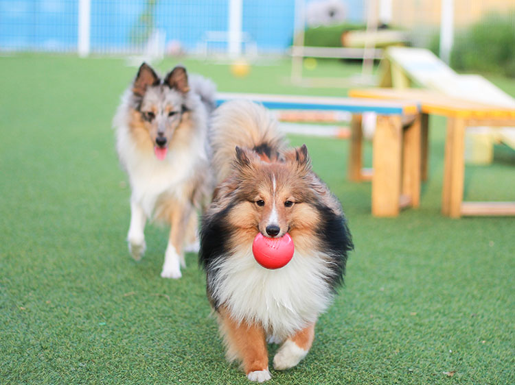 How Artificial Grass Can Turn Your Yard into Pet Paradise