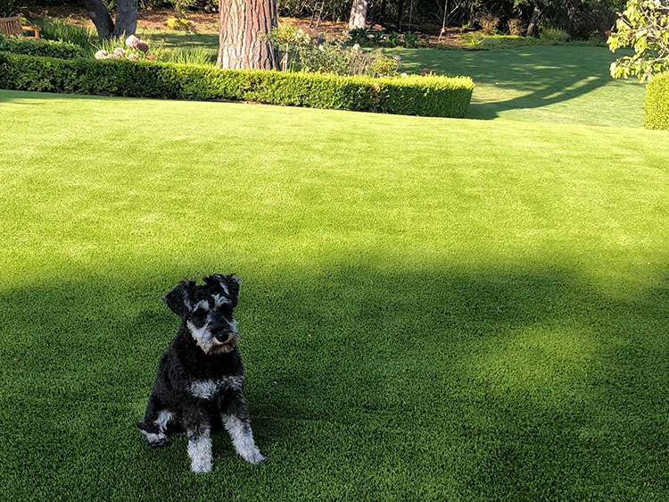 How to Introduce Your Pets to Artificial Grass: Tips for Smooth Transition