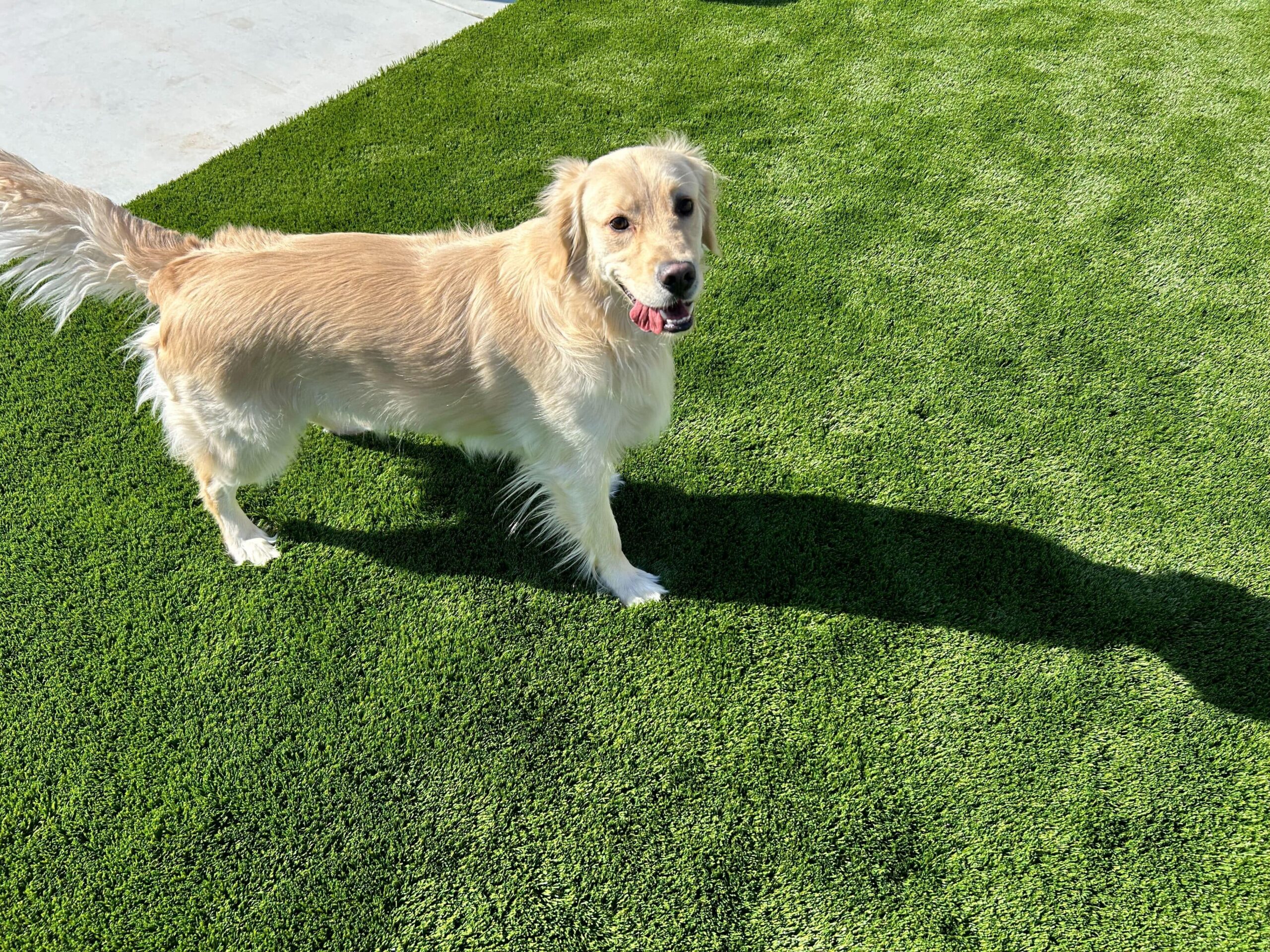 6 Reasons Why Artificial Grass is Perfect for Dog Owners