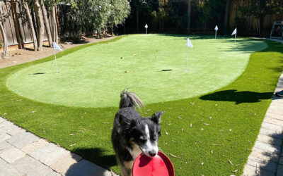 How Artificial Grass a Chew-Proof, Scratch-Resistant Lawn for You and Your Dog