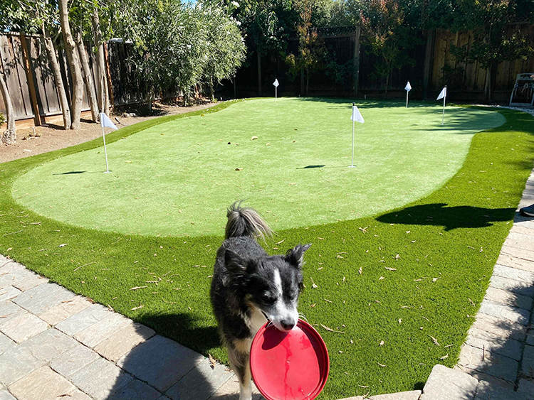 How Artificial Grass a Chew-Proof, Scratch-Resistant Lawn for You and Your Dog