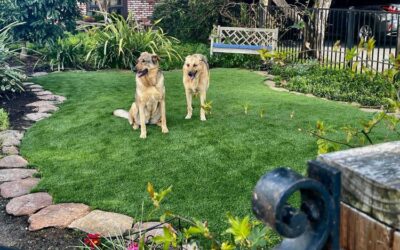 Heat-Resistant Features of Artificial Grass for Pets’ Comfort and Safety