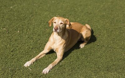 Understanding the Non-Toxic Nature of Artificial Grass for Pets