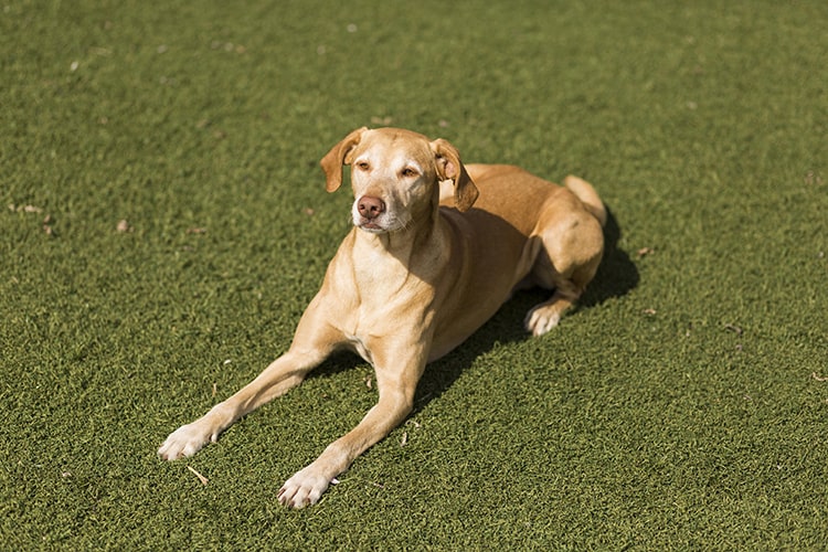 Understanding the Non-Toxic Nature of Artificial Grass for Pets