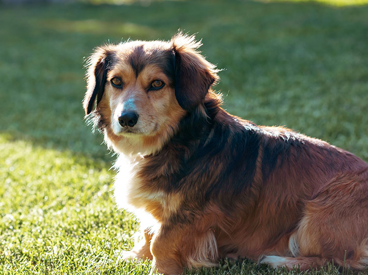 How Artificial Grass Reduces Risk of Pet Allergies