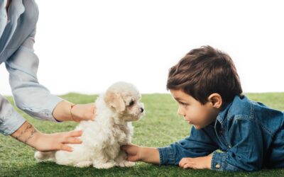 Child and Pet-Friendly: Unpacking the Safe Features of Artificial Grass