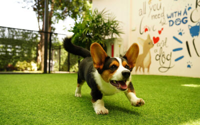 How Artificial Grass Reduces the Risk of Pet Injuries