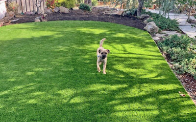 How to Choose a Safe and Comfortable Artificial Grass for Your Pet