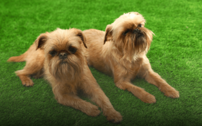 Designing the Perfect Backyard for Your Dogs with Turf