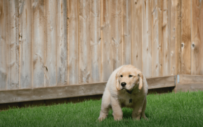 Choosing the Best Artificial Turf for Dogs: Comfort, Cleanliness, and Durability