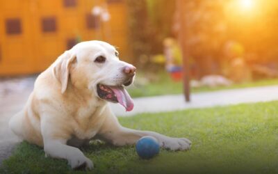 Can Dogs Be Allergic to Artificial Grass? Creating an Allergy-Free Outdoor Space for Your Pet