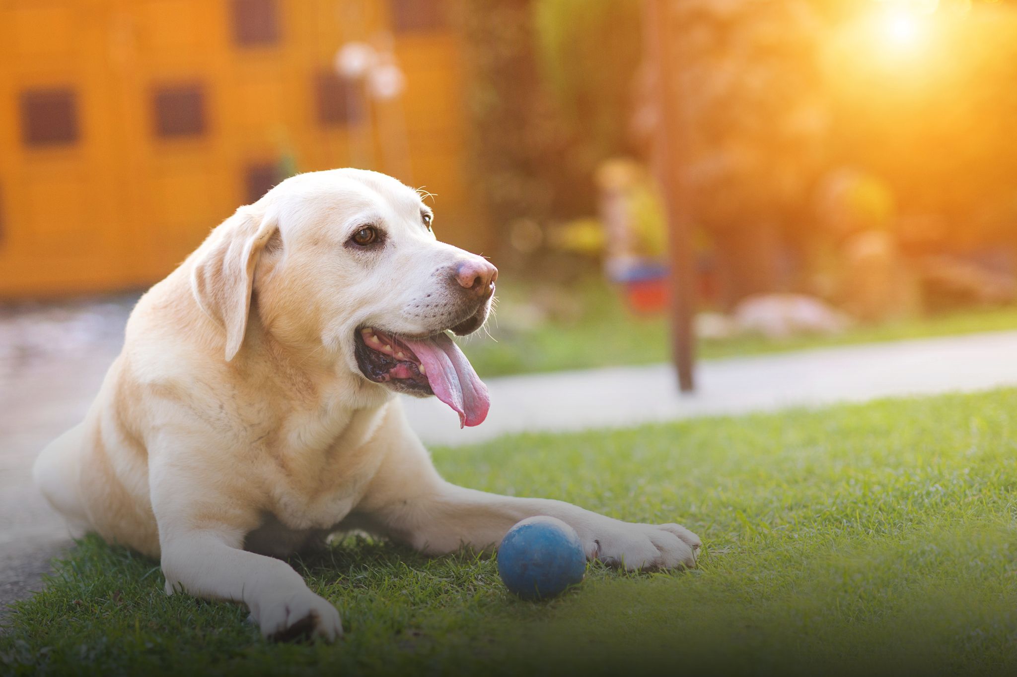 Create a worry-free yard with allergy-safe turf