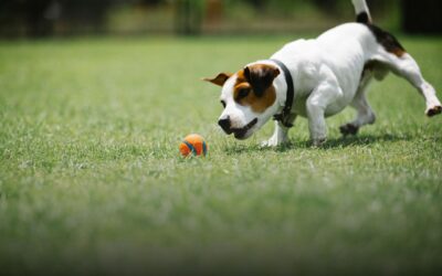 How Pet Owners Found the Best Artificial Grass for Pets