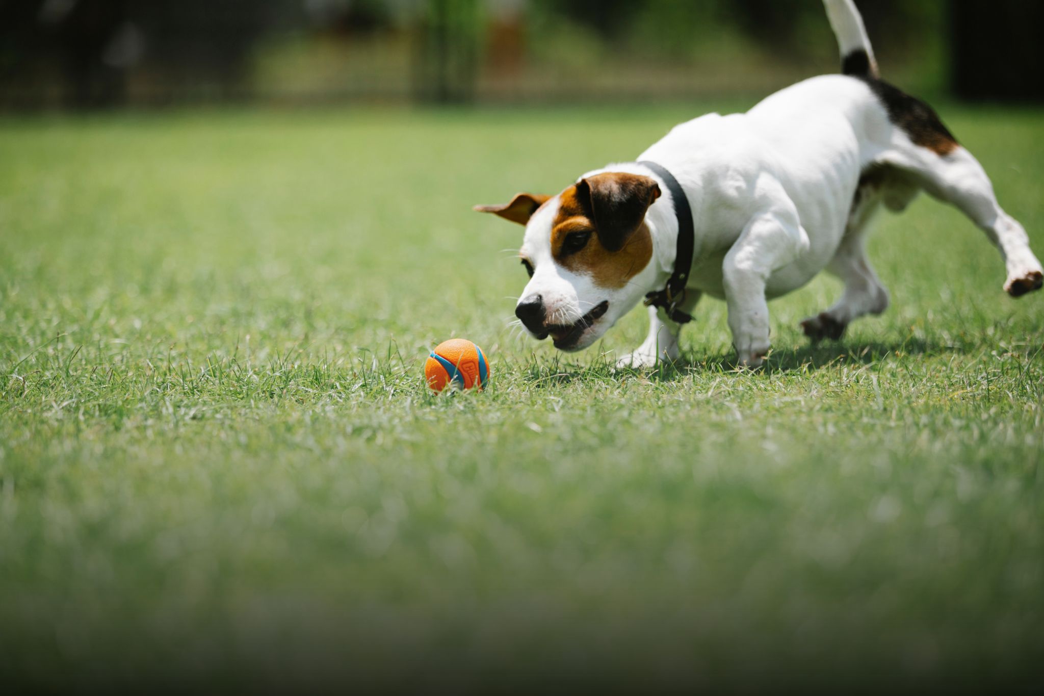 Paws down, the best artificial grass for pets