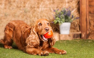 Dog Training Artificial Grass: A Practical Guide for Pet Owners