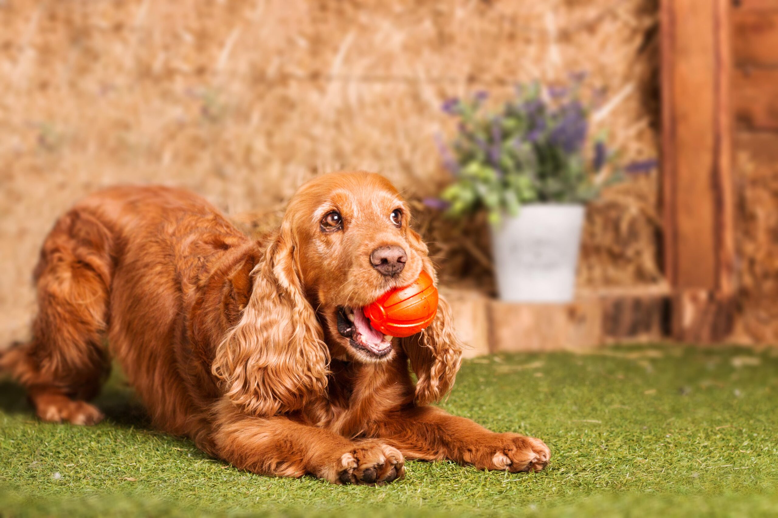 Durable and easy-to-clean dog training artificial grass