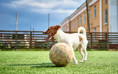 The Complete Guide to Pet Friendly Turf: A Smart Choice for Pet Owners