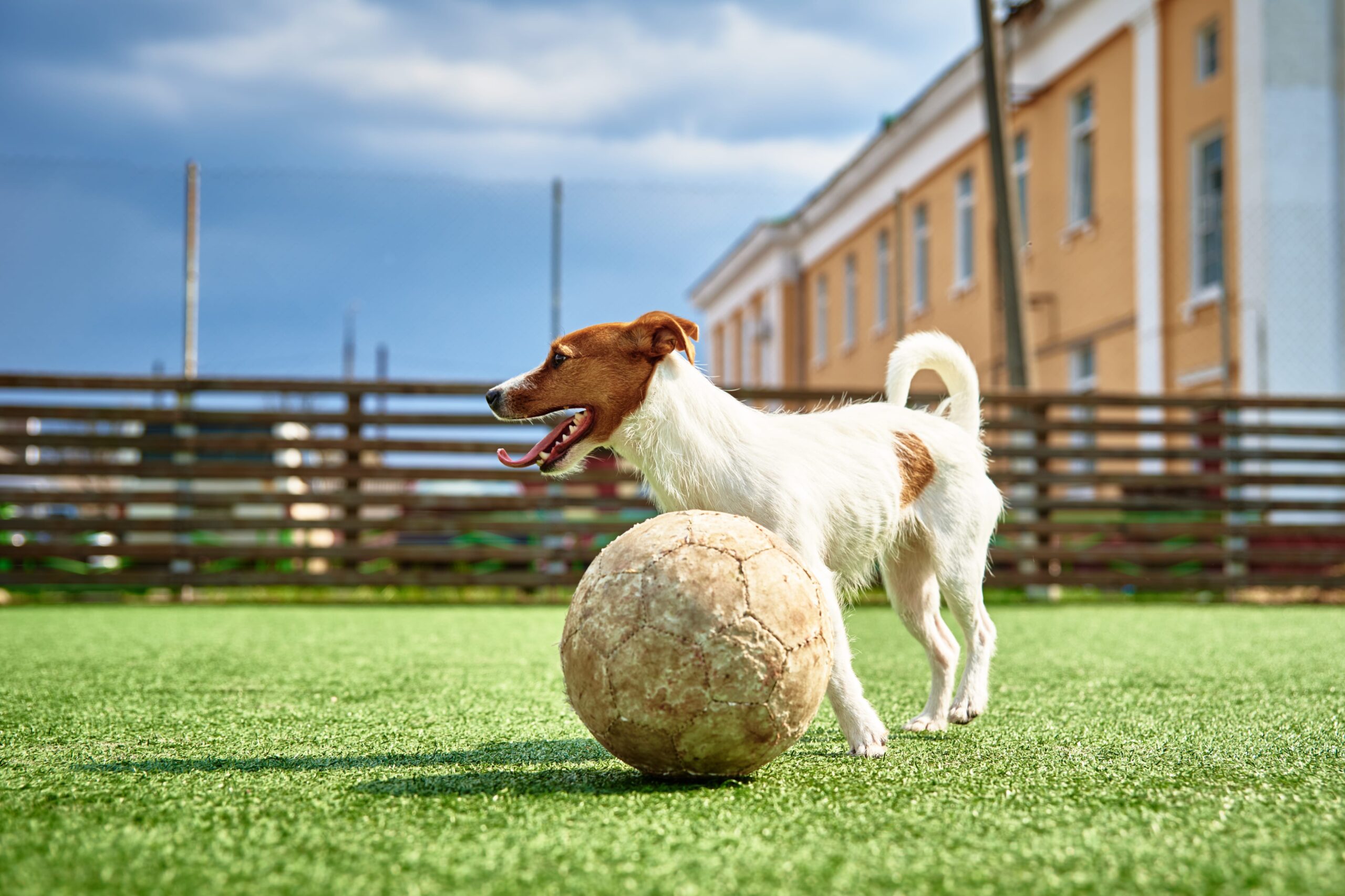 Playtime on lush pet friendly turf designed for paws and comfort